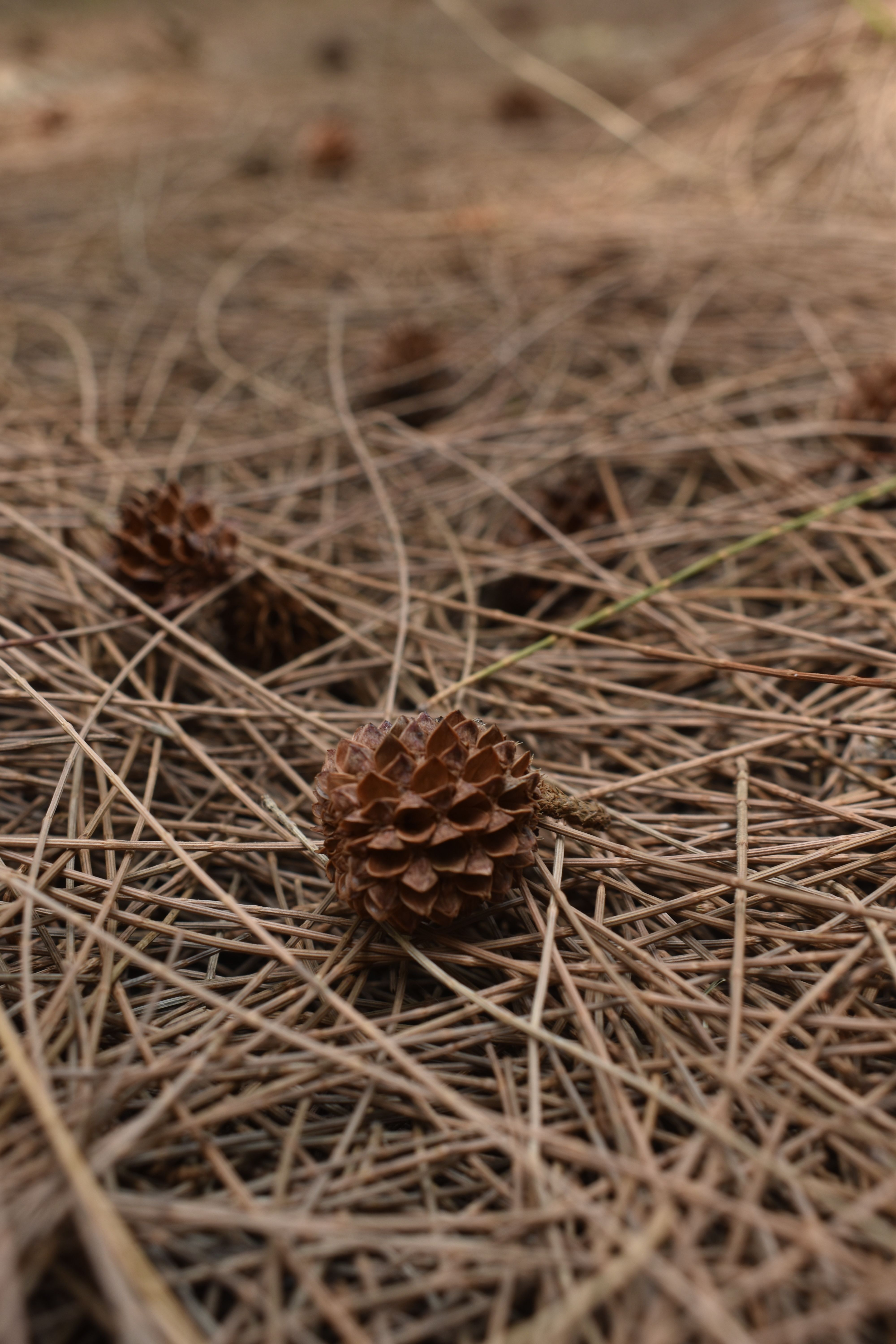 Close view of natural long pine needles covering the ground
